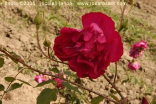 bardoujob_copyright2005-jocelen-janon-www-rosarosam-com_