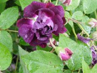 fentifolia-a-fleurs-doubles-violette-a.jpg