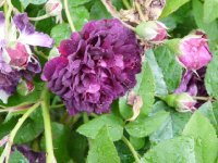 fentifolia-a-fleurs-doubles-violette1a.jpg