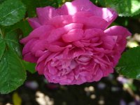 petite-orleanaise-a.jpg