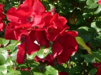 robusta-a.jpg