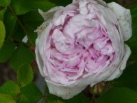 royal-marbre-1.jpg
