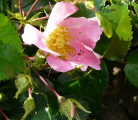 pink-basino.jpg