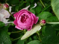 linvicible-mielez-1819-2a.jpg