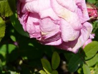 mme-delaroche-lambert-robert-1951-centifolia-muscosa.jpg