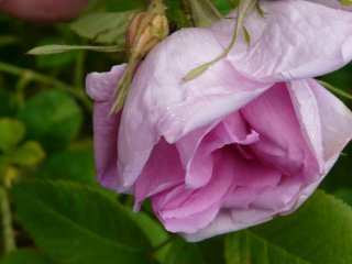 rose-de-puteau.jpg