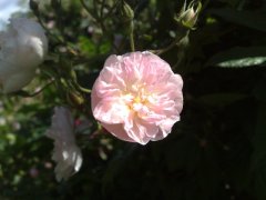 dentelle-malines.jpg