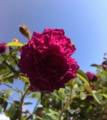 mme-rose-cherrie.jpg