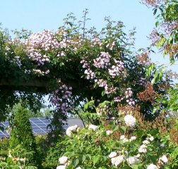dentelle-de-malines-2.jpg