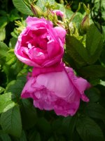 baums-rugosa-rokoko-a.jpg