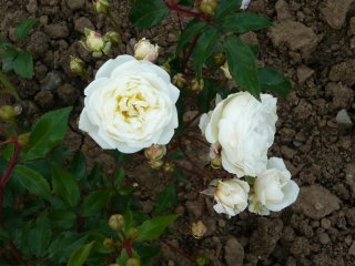 perle-des-neiges-a.jpg