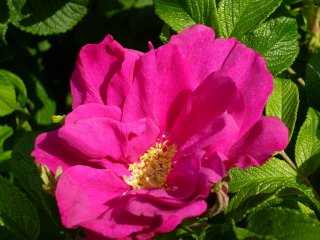 rote-apart-a.jpg