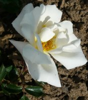 white-haze-1.jpg