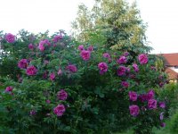rugosa-plena-30-maj-2008.jpg