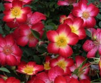 star_profusion01.jpg