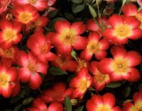 star_profusion02.jpg