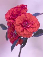orange-baby-flore.jpg