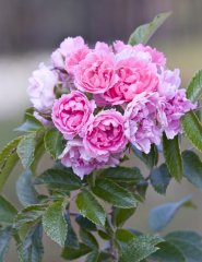 pink-grotendorst.jpg