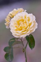yellow-garnish-chodun3.jpg