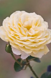 yellow-garnish.jpg