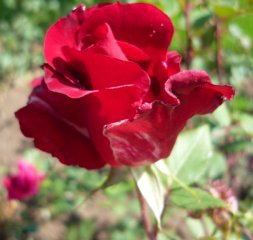 halwmark-crimson.jpg