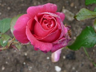 cathrine-kordes.jpg