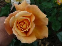 goldtopaz-1a.jpg