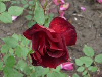 hawlmark-crimson-1a.jpg