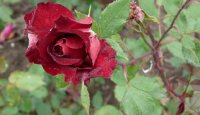 hawlmark-crimson-a.jpg