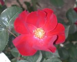 duskymaiden-2.jpg