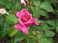 mrs-tom-smith-a.jpg