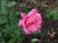 vie-en-rose-1.jpg