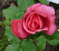 vie-en-rose.jpg