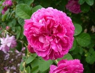 rose-aus-meldorf-a.jpg