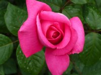 lady-like1a.jpg