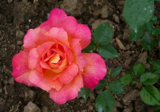 president-chausse-a.jpg