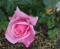pink-bountiful1.jpg