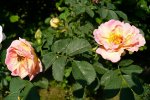 frulings-duft-1-gubala.jpg