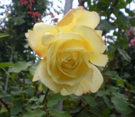           golden dawn