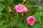 pink-grootendorst1-gubala.jpg