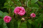 pink-grootendorst-2-gubala.jpg