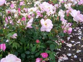 escapade-2-2000.jpg