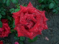 ingrid-bergman-2000.jpg
