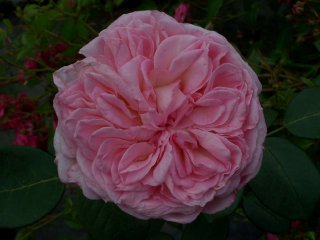 lovely-kiss-2000.jpg
