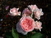 maria-teresa-2-2000.jpg