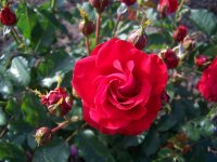 melglory-2000.jpg