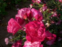 melrose-2000.jpg