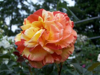 oranges-and-lemons-2000.jpg
