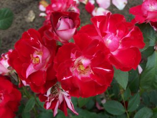 pirouette-2000.jpg