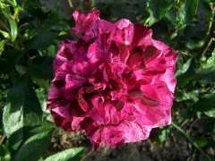 purple-tiger-2-2000.jpg